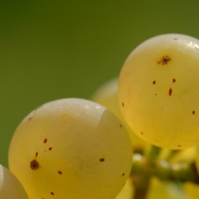 Riesling Traube teilweise 2